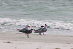 royal tern