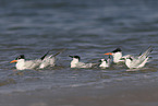 royal tern