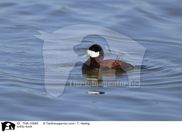 Schwarzkopfruderente / ruddy duck / THA-10965