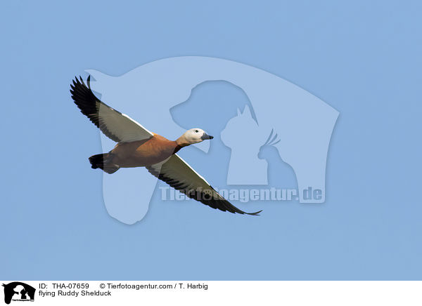 fliegende Rostgans / flying Ruddy Shelduck / THA-07659