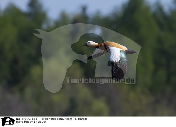 fliegende Rostgans / flying Ruddy Shelduck / THA-07673