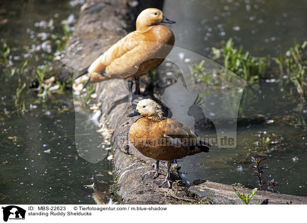 stehende Rostgnse / standing Ruddy Shelducks / MBS-22623