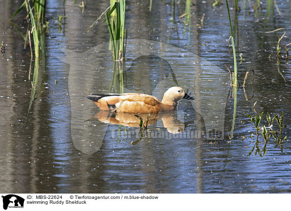 schwimmende Rostgans / swimming Ruddy Shelduck / MBS-22624