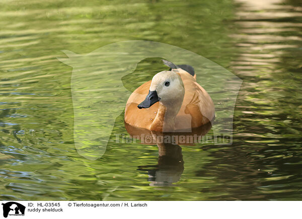 Rostgans / ruddy shelduck / HL-03545