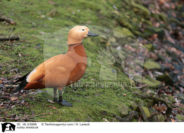 Rostgans / ruddy shelduck / HL-03896