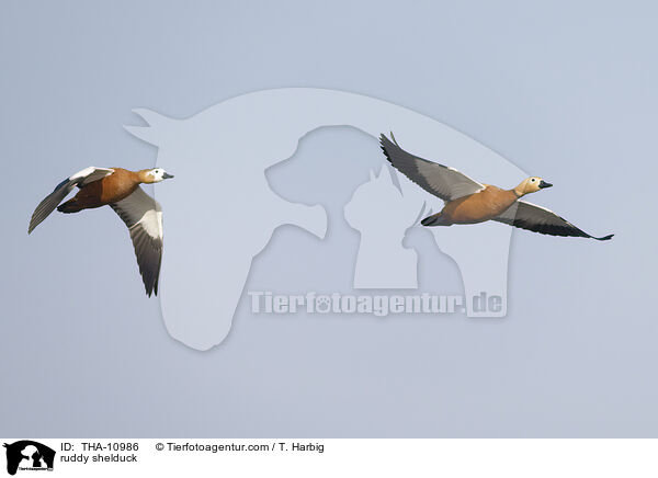 Rostgans / ruddy shelduck / THA-10986