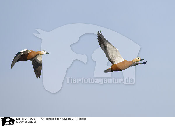 Rostgans / ruddy shelduck / THA-10987