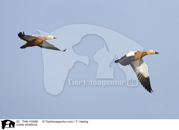 Rostgans / ruddy shelduck / THA-10988