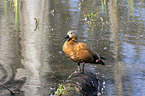 standing Ruddy Shelduck