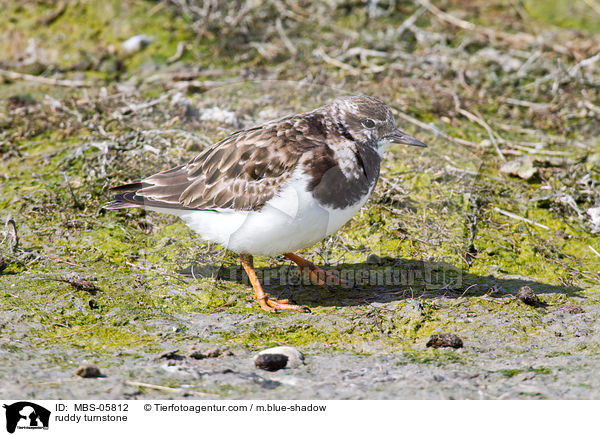 Steinwlzer / ruddy turnstone / MBS-05812