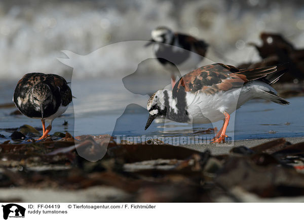 Steinwlzer / ruddy turnstones / FF-04419