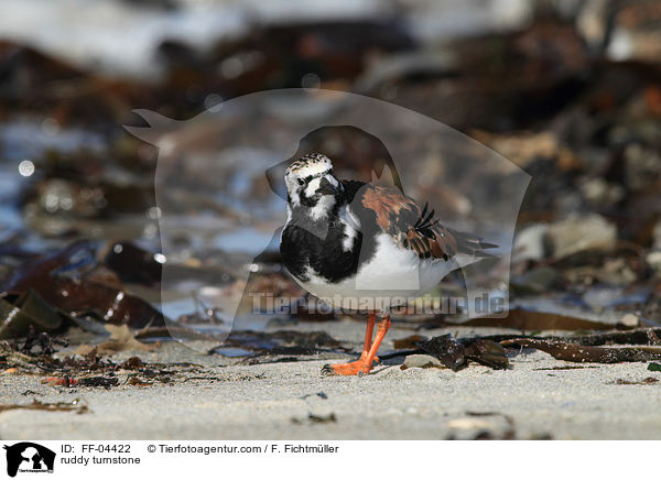 Steinwlzer / ruddy turnstone / FF-04422