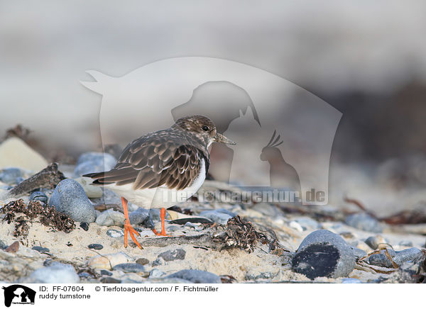 Steinwlzer / ruddy turnstone / FF-07604