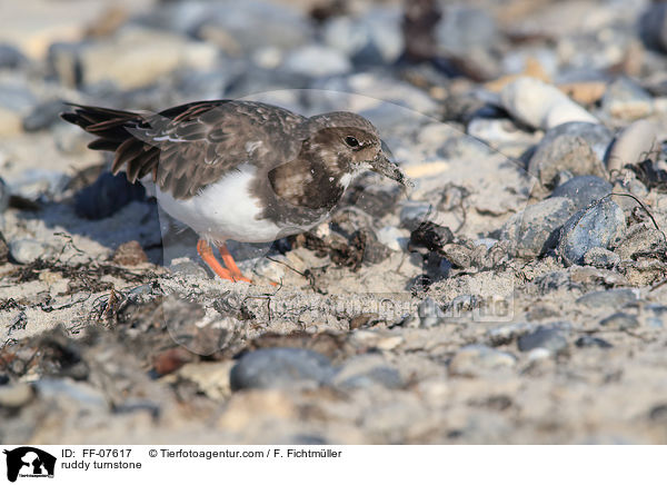 Steinwlzer / ruddy turnstone / FF-07617