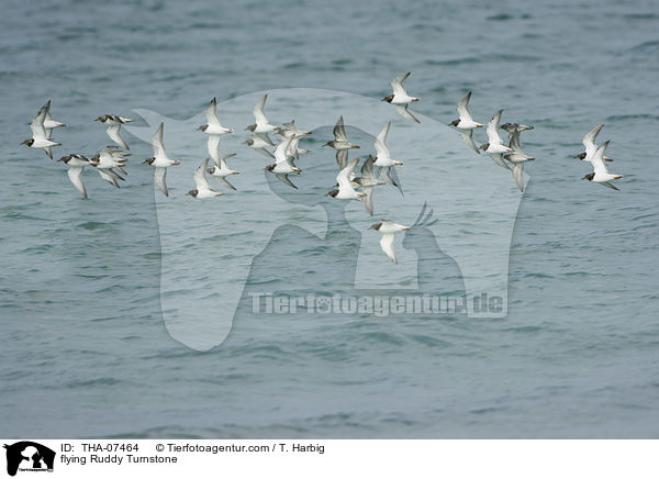 fliegende Steinwlzer / flying Ruddy Turnstone / THA-07464