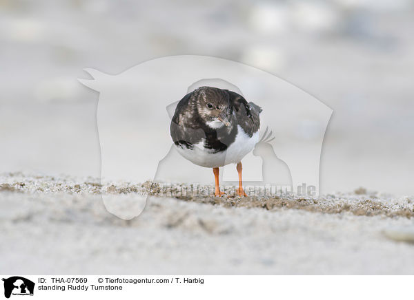 stehender Steinwlzer / standing Ruddy Turnstone / THA-07569