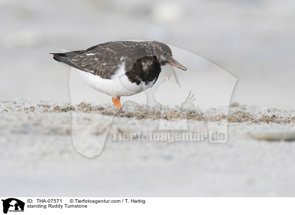 stehender Steinwlzer / standing Ruddy Turnstone / THA-07571