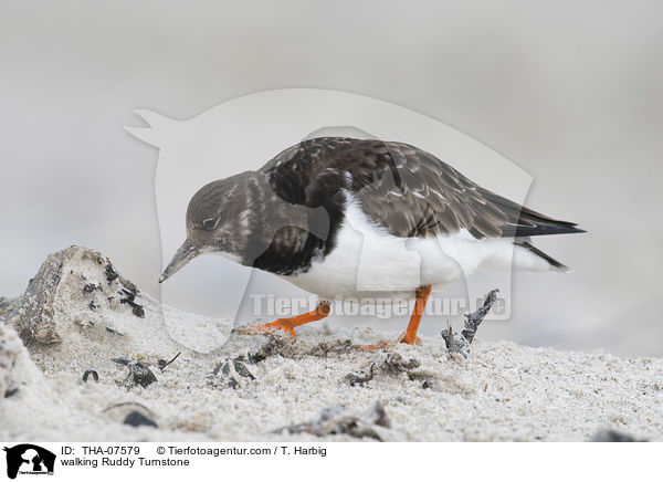 laufender Steinwlzer / walking Ruddy Turnstone / THA-07579