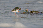 ruddy turnstone