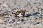 ruddy turnstone