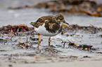 ruddy turnstone