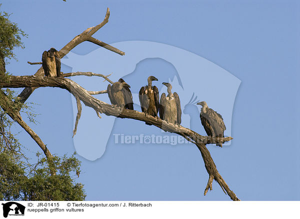Sperbergeier / rueppells griffon vultures / JR-01415