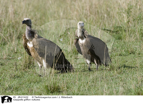 Sperbergeier / rueppells griffon vultures / JR-01422