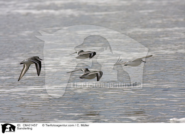 Sanderling / CM-01457