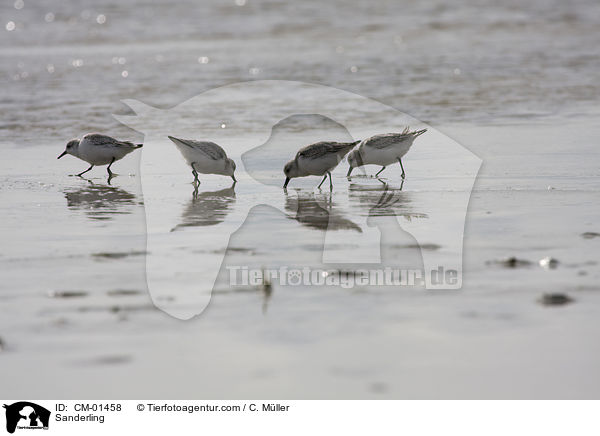 Sanderling / Sanderling / CM-01458