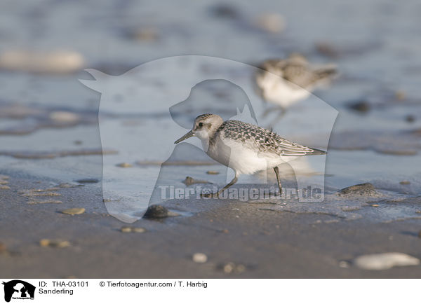 Sanderling / Sanderling / THA-03101