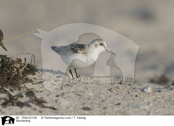 Sanderling / Sanderling / THA-03139