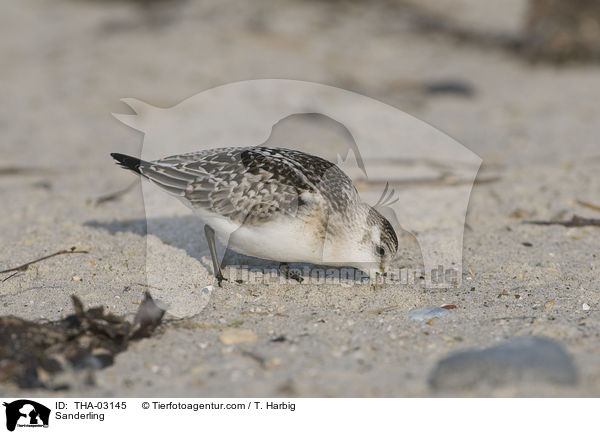 Sanderling / Sanderling / THA-03145