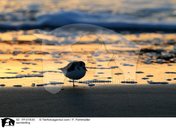 Sanderling / sanderling / FF-01630