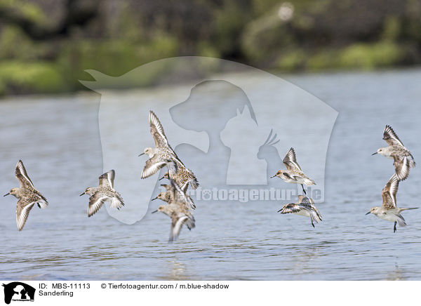 Sanderling / Sanderling / MBS-11113