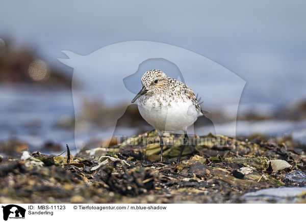 Sanderling / Sanderling / MBS-11123