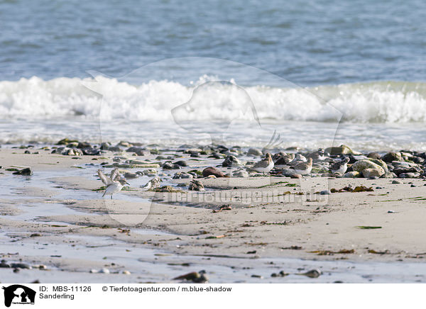 Sanderling / Sanderling / MBS-11126