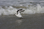 Sanderling