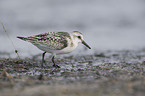 Sanderling