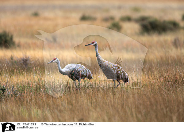 Kanadakraniche / sandhill cranes / FF-01277