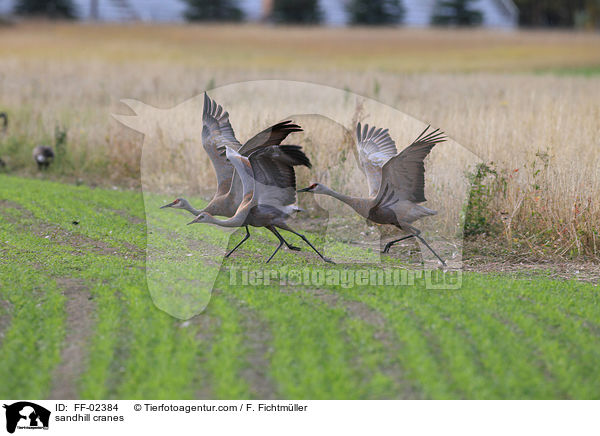 Kanadakraniche / sandhill cranes / FF-02384