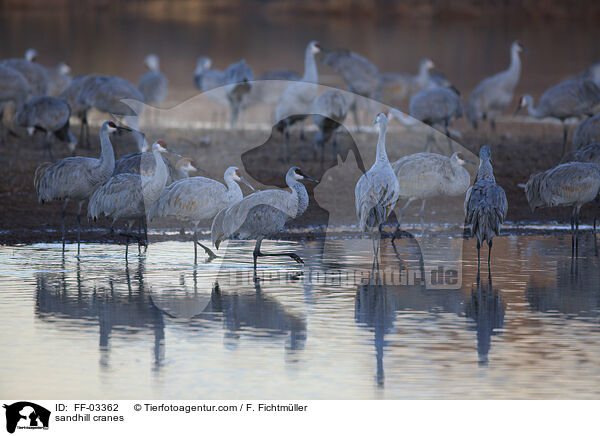 sandhill cranes / FF-03362