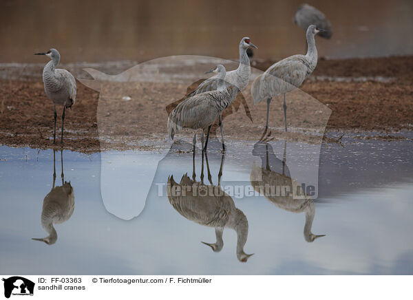 sandhill cranes / FF-03363