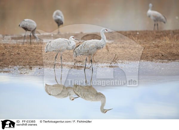 Kanadakraniche / sandhill cranes / FF-03365