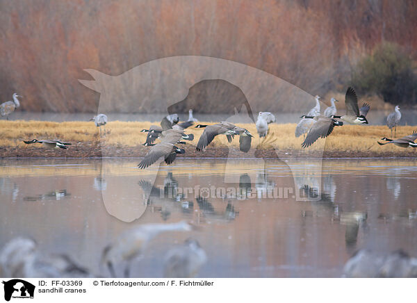 sandhill cranes / FF-03369