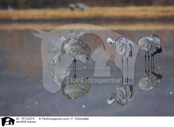 Kanadakraniche / sandhill cranes / FF-03374