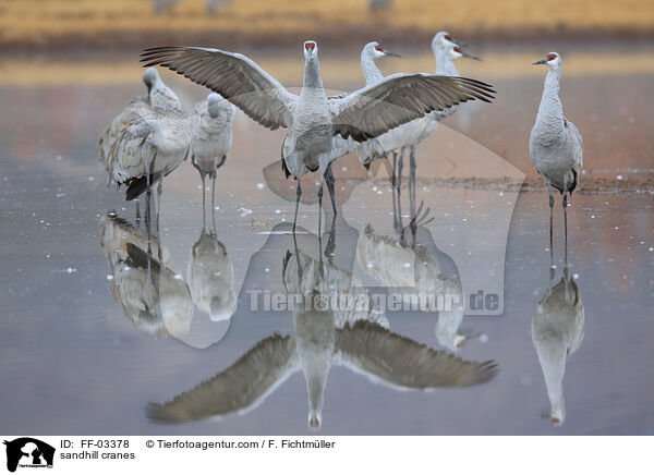 sandhill cranes / FF-03378