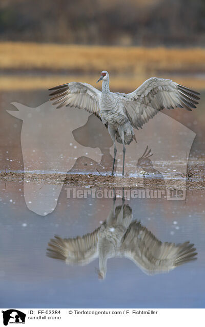 sandhill crane / FF-03384