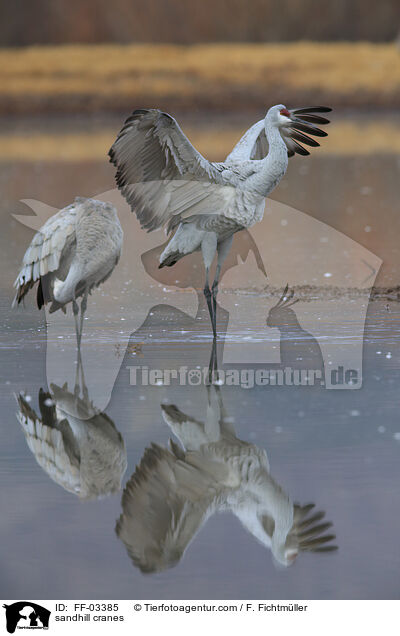 sandhill cranes / FF-03385