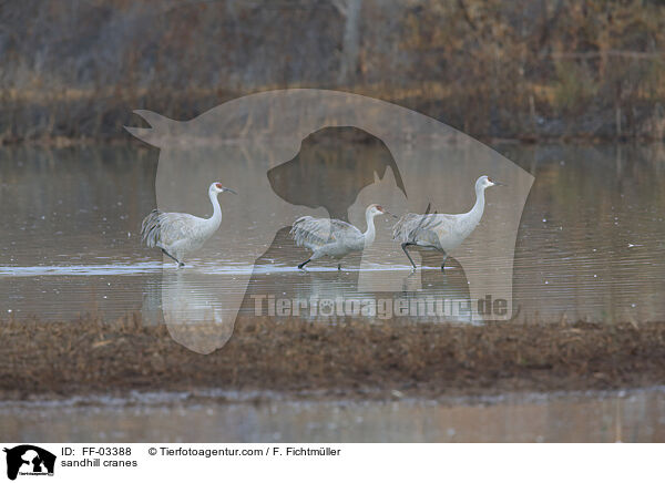 sandhill cranes / FF-03388