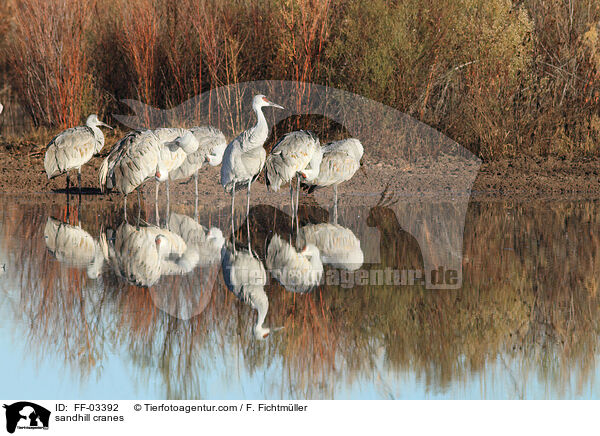 sandhill cranes / FF-03392